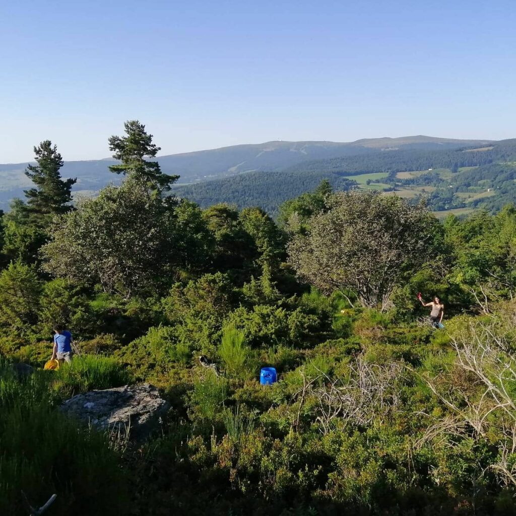 Les Myrtilles du Livradois Forez
